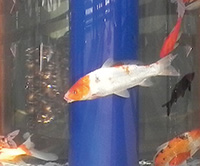 魚缸旋轉(zhuǎn)門中的魚